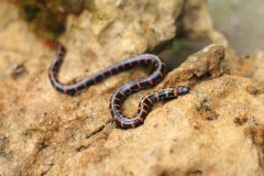 two-headed-snake-pipe-snake-is-type-non-venomous-whose-head-tail-are-almost-same-scaled